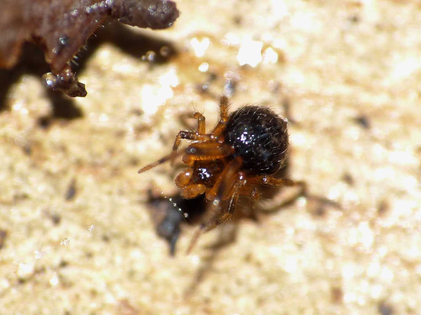 Piccolo Theridiidae bruno - Ostia (RM)